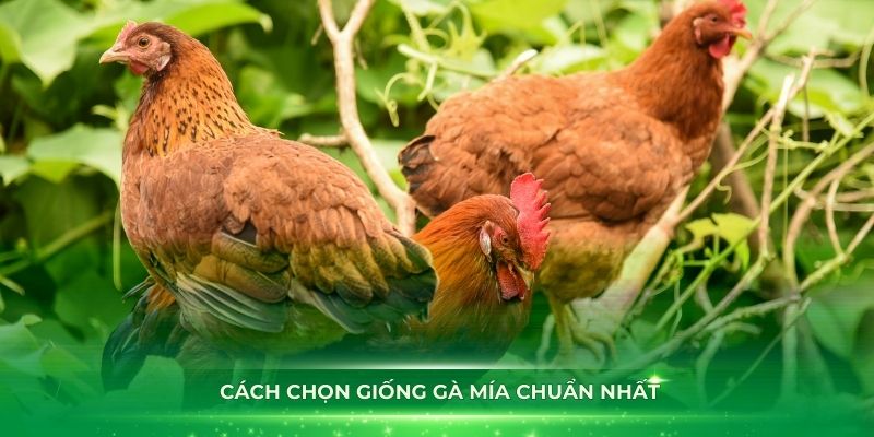 Hướng dẫn cách chọn giống gà Mía chuẩn nhất