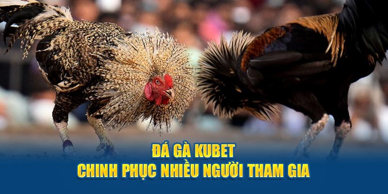 Đá gà Kubet chinh phục nhiều người tham gia