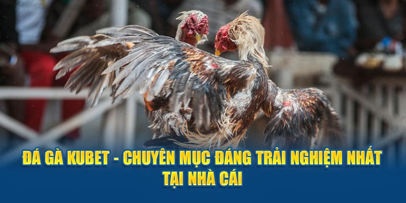 Đá Gà - Chuyên Mục Đáng Trải Nghiệm Nhất Tại Nhà Cái