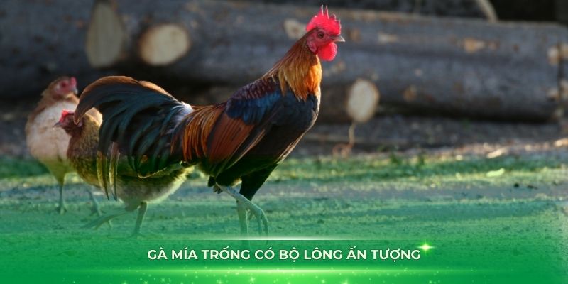 Gà mía trống có bộ lông ấn tượng