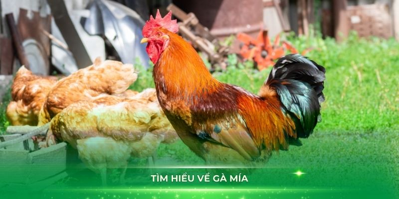 Tìm hiểu về gà mía