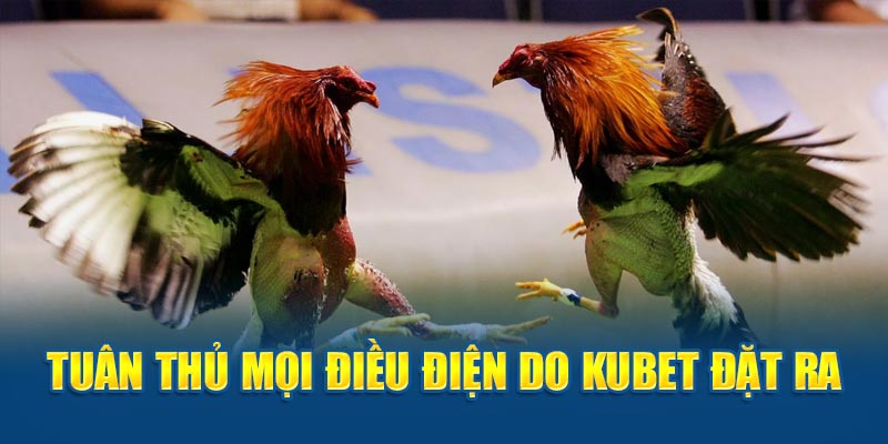 Tuân thủ mọi điều điện do Kubet đặt ra